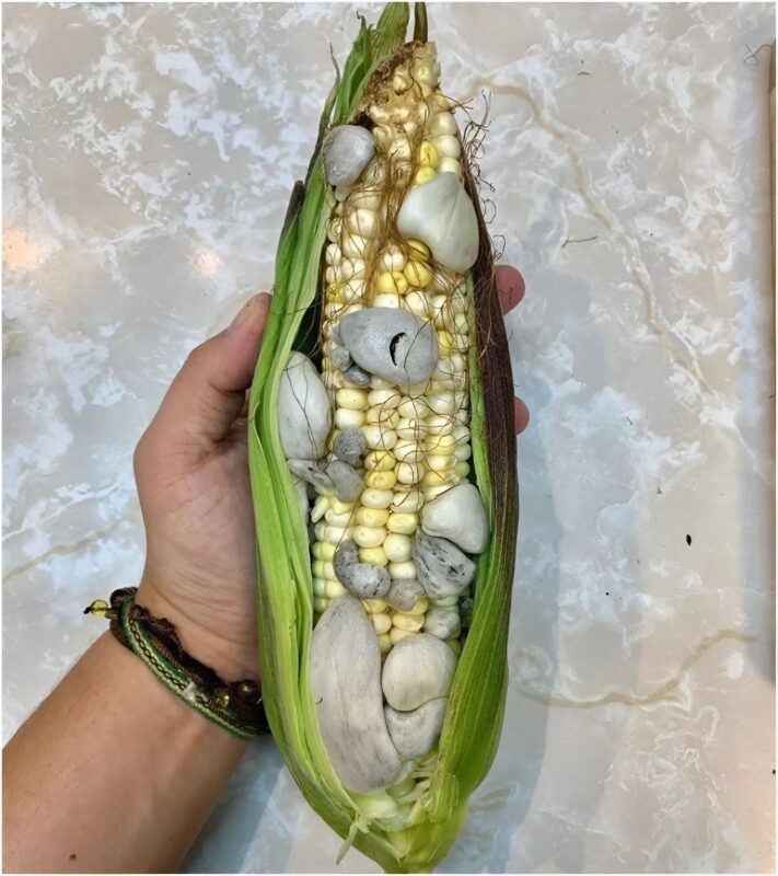 Вчера, когато събрах царевицата, тя изглеждаше най-обикновеното нещо 🌽🙂. Но в момента, в който обелих листата, замръзнах за миг 😨. Това, което се появи пред очите ми, беше толкова странно, че не можех да разбера дали е реално или само моето въображение. 8 snapedit 1758283916240