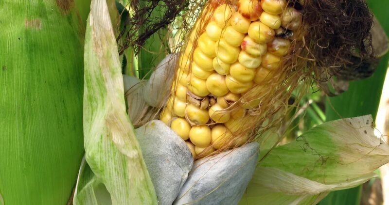 Вчера, когато събрах царевицата, тя изглеждаше най-обикновеното нещо 🌽🙂. Но в момента, в който обелих листата, замръзнах за миг 😨. Това, което се появи пред очите ми, беше толкова странно, че не можех да разбера дали е реално или само моето въображение. 11 snapedit 1758283984008